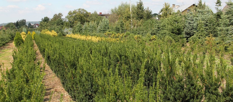 ABRAM Baumschule für Sträucher und Zierbäume 01