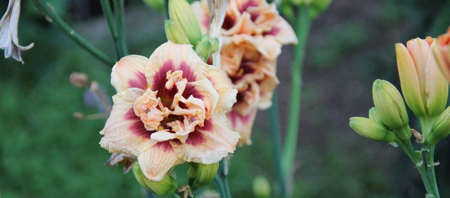 ABRAM Baumschule für Sträucher und Zierbäume 02