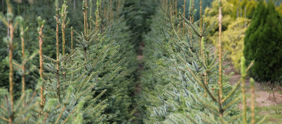 ABRAM Baumschule für Sträucher und Zierbäume 03