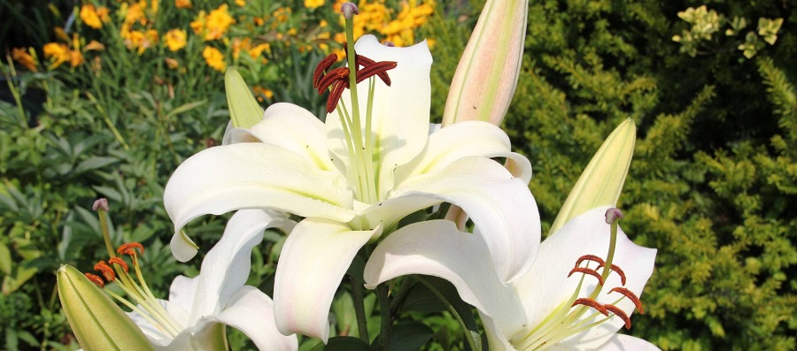 ABRAM Baumschule für Sträucher und Zierbäume 04