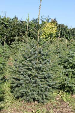 ABRAM Baumschule für Sträucher und Zierbäume 01