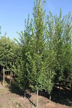 ABRAM Baumschule für Sträucher und Zierbäume 02