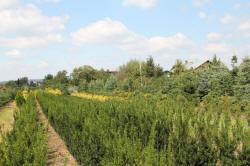 ABRAM Baumschule für Sträucher und Zierbäume 03