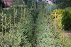 ABRAM Baumschule für Sträucher und Zierbäume 04