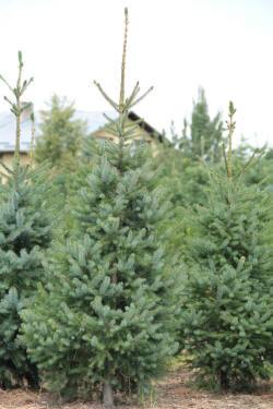 ABRAM Baumschule für Sträucher und Zierbäume 05