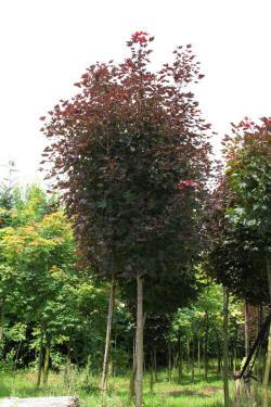 ABRAM Baumschule für Sträucher und Zierbäume 07