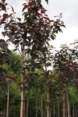 ABRAM Baumschule für Sträucher und Zierbäume 08