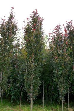 ABRAM Baumschule für Sträucher und Zierbäume 09