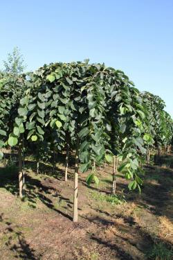 ABRAM Baumschule für Sträucher und Zierbäume 10