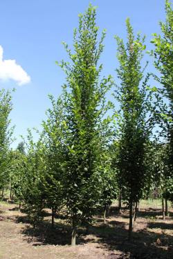 ABRAM Baumschule für Sträucher und Zierbäume 11