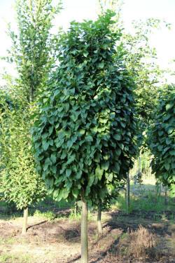 ABRAM Baumschule für Sträucher und Zierbäume 12