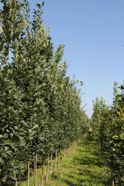 ABRAM Baumschule für Sträucher und Zierbäume 13