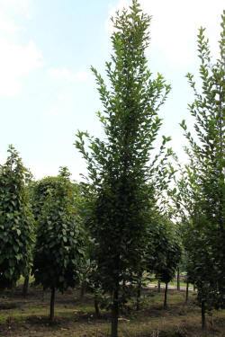 ABRAM Baumschule für Sträucher und Zierbäume 14