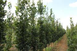 ABRAM Baumschule für Sträucher und Zierbäume 15