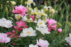 ABRAM Baumschule für Sträucher und Zierbäume 16