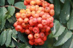 ABRAM Baumschule für Sträucher und Zierbäume 10