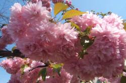 ABRAM Baumschule für Sträucher und Zierbäume 11