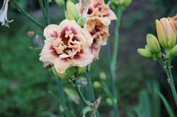 ABRAM Baumschule für Sträucher und Zierbäume 12