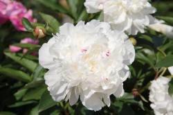 ABRAM Baumschule für Sträucher und Zierbäume 13