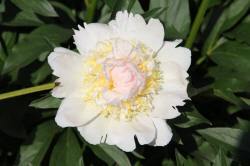 ABRAM Baumschule für Sträucher und Zierbäume 14