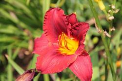 ABRAM Baumschule für Sträucher und Zierbäume 15