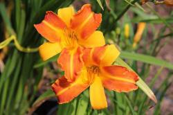 ABRAM Baumschule für Sträucher und Zierbäume 16