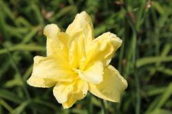 ABRAM Baumschule für Sträucher und Zierbäume 13