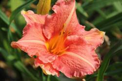 ABRAM Baumschule für Sträucher und Zierbäume 14