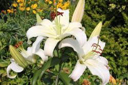 ABRAM Baumschule für Sträucher und Zierbäume 15