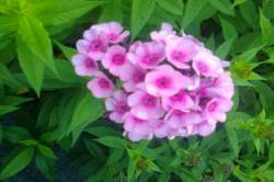 ABRAM Baumschule für Sträucher und Zierbäume 16